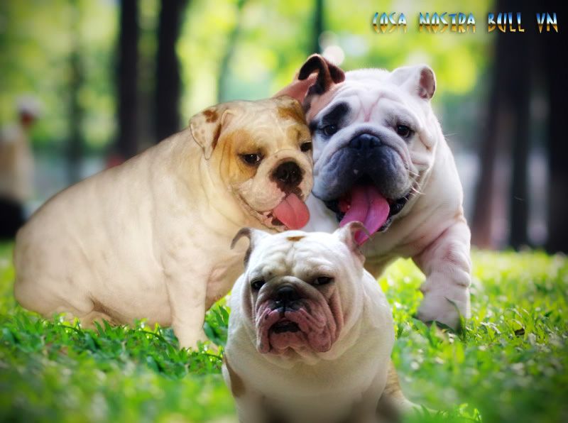 anh em biết photoshop thì giúp dùm