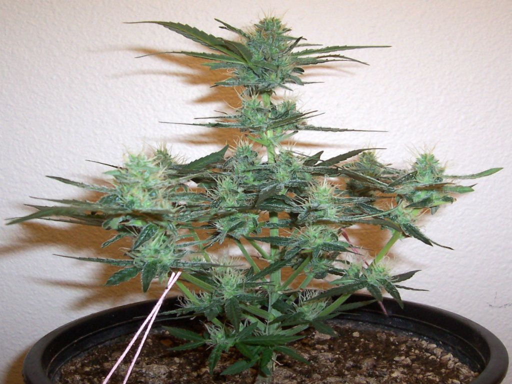 Afghan Plant