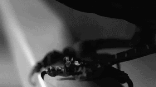 tumblr_lnw8rqiYMQ1qdi6i5o1_500.gif