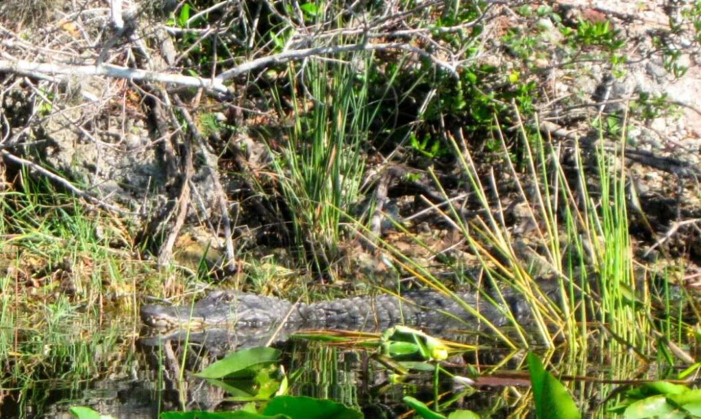 Everglades-alligatori.jpg