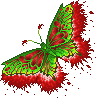 Rose Imp Asaento Butterfly (red) Pictures, Images and Photos