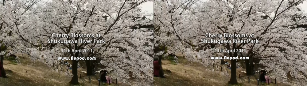 3D Cherry Blossoms