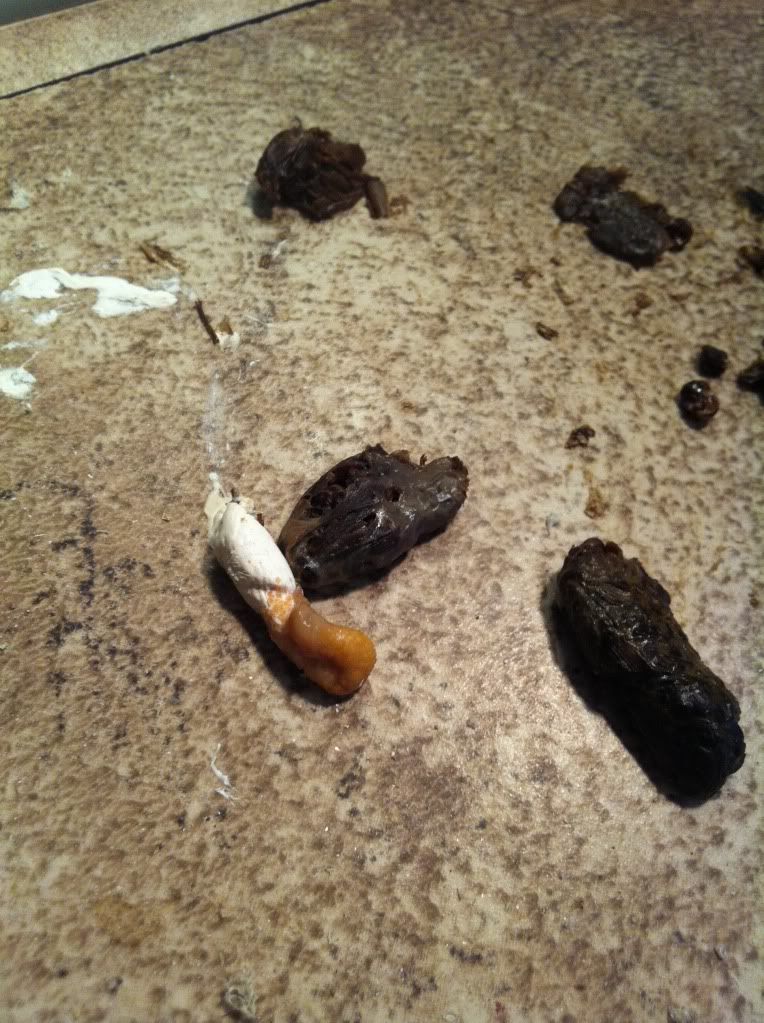 Slight red/brown in Poop? • Bearded Dragon . org