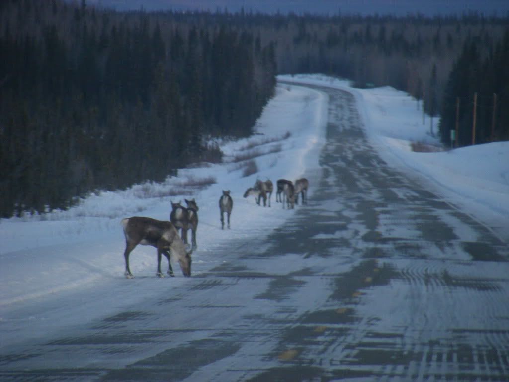 reindeer