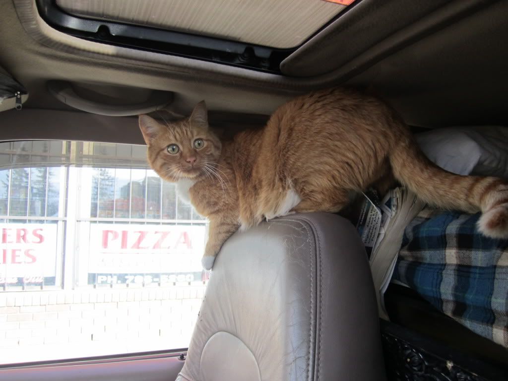 cat in car