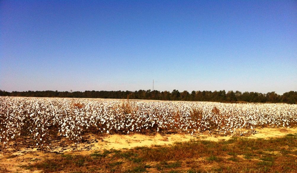 fields of cotton photo IMG_1183_zps3b868f1e.jpg