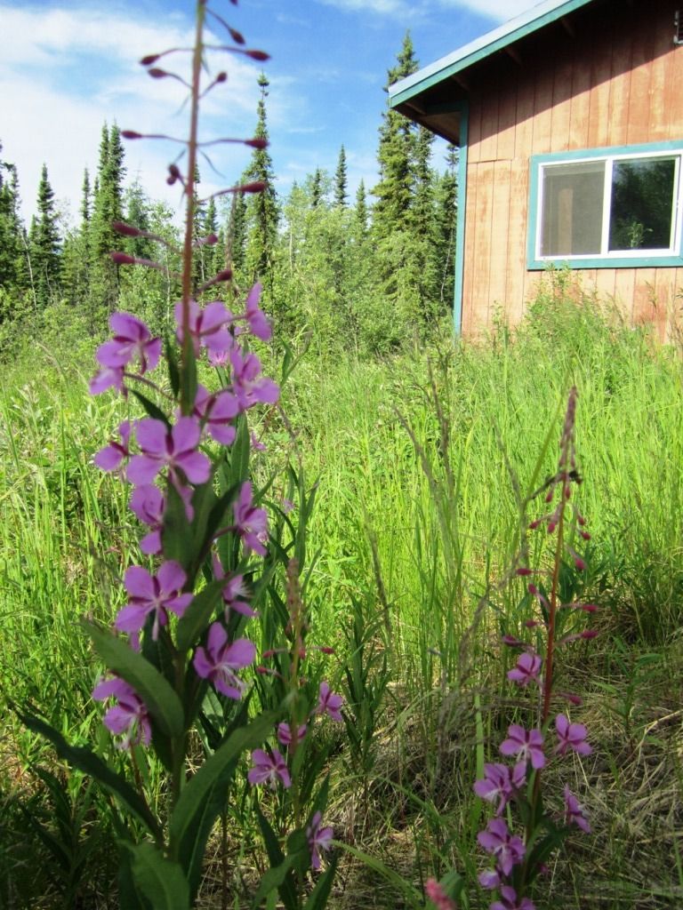 alaskan fireweed