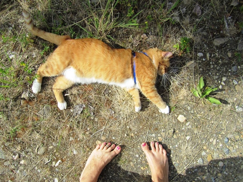 Orange Nigel tabby cat