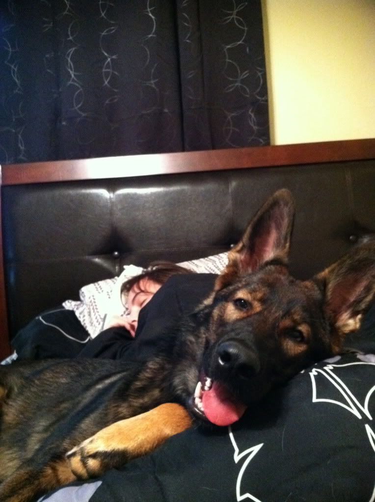 Dogs on couches and beds Page 2 German Shepherds Forum