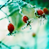 http://i1076.photobucket.com/albums/w457/Dar_Ka/424f6e4d379586408d23d0f6e7136dbe.png