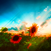 http://i1076.photobucket.com/albums/w457/Dar_Ka/5d0749c9511ef62970aaf6502a41c979.png