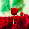 http://i1076.photobucket.com/albums/w457/Dar_Ka/8c1fa3ed71016aa24ef28bc60f2e3f7e-d34n8gx.png