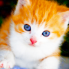 http://i1076.photobucket.com/albums/w457/Dar_Ka/Cat____by_LittlePeople.png