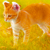 http://i1076.photobucket.com/albums/w457/Dar_Ka/Cat__by_letisto.png