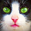http://i1076.photobucket.com/albums/w457/Dar_Ka/Cat_by_DoctaBoRk.png