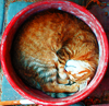 http://i1076.photobucket.com/albums/w457/Dar_Ka/Cat_by_milena_pl.png