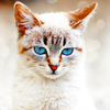 http://i1076.photobucket.com/albums/w457/Dar_Ka/Cheshire_cat_by_BlackAmine.png