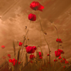 http://i1076.photobucket.com/albums/w457/Dar_Ka/Golden_sommer_day_by_Floriandra.png