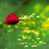 http://i1076.photobucket.com/albums/w457/Dar_Ka/Love_II_by_foart.png