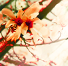 http://i1076.photobucket.com/albums/w457/Dar_Ka/Magnolia_by_iNeedChemicalX.png