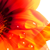 http://i1076.photobucket.com/albums/w457/Dar_Ka/Wavering_Flower_by_ctrc.png