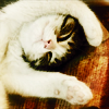 http://i1076.photobucket.com/albums/w457/Dar_Ka/Zocha_the_cat_by_jezusowa.png
