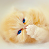 http://i1076.photobucket.com/albums/w457/Dar_Ka/__cat__by_burcinesin-d1attqw-1.png