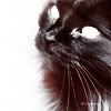 http://i1076.photobucket.com/albums/w457/Dar_Ka/__cat__by_burcinesin-d1attqw.jpg