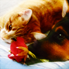 http://i1076.photobucket.com/albums/w457/Dar_Ka/__cat__dog_and_rose___by_akinna.png