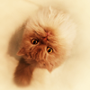 http://i1076.photobucket.com/albums/w457/Dar_Ka/a_cat_by_KYAV.png