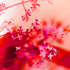 http://i1076.photobucket.com/albums/w457/Dar_Ka/ad0db1a9c2704b2ecc43950c793813e4.png