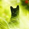 http://i1076.photobucket.com/albums/w457/Dar_Ka/black_cat_by_benheine-d4hcf6d.jpg