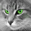 http://i1076.photobucket.com/albums/w457/Dar_Ka/cat_by_nelsonaf.png