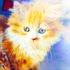 http://i1076.photobucket.com/albums/w457/Dar_Ka/cat_love_by_new_afnan-d45lc1v.png