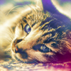 http://i1076.photobucket.com/albums/w457/Dar_Ka/cat_stares_at_you_2_by_arproxc-d4a3gii.png