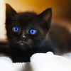 http://i1076.photobucket.com/albums/w457/Dar_Ka/cookie_cat_by_antikersg_p_photo-d2tqwvt.png