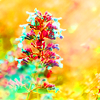 http://i1076.photobucket.com/albums/w457/Dar_Ka/f7f849b97e9208d777310b99640f47cb.png