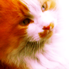 http://i1076.photobucket.com/albums/w457/Dar_Ka/kitty_cat_by_kaminary_san-d39vgkp.png