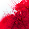 http://i1076.photobucket.com/albums/w457/Dar_Ka/l_o_v_e___hq_by_jyoujo-d2zutox.png