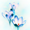 http://i1076.photobucket.com/albums/w457/Dar_Ka/morning_light_by_lieveheersbeestje-d2ongsy.png