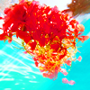 http://i1076.photobucket.com/albums/w457/Dar_Ka/poinciana_by_sugarock99-d33t8ht.png