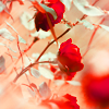 http://i1076.photobucket.com/albums/w457/Dar_Ka/red_roses_by_lieveheersbeestje-d4cl6ii.png