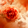 http://i1076.photobucket.com/albums/w457/Dar_Ka/rose_by_lieveheersbeestje-d2sfrvl.png