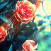 http://i1076.photobucket.com/albums/w457/Dar_Ka/roses_by_moonlight_by_lieveheersbeestje-d2t59rc.png
