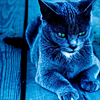 http://i1076.photobucket.com/albums/w457/Dar_Ka/the_cat__by_lordofmeesi.png