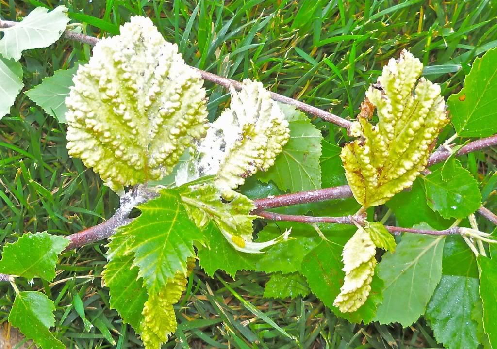 Strange Leaves on River Birch