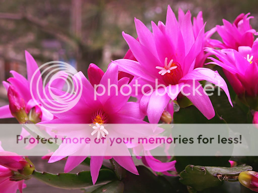 Easter Cactus cuttings Fuchsia Succulent Succulent